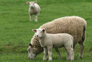 Die natürlich gewachsene Wolle ist ein guter, ökologischer Dämmstoff.