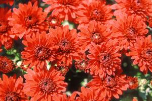 Bunte Chrysanthemen: Dekoration für den trüben Herbst