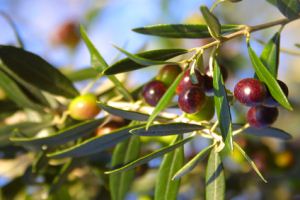 Die Olive kann im Freien oder im Haus als Kübelpflanze überwintern