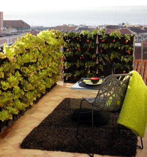 Mit dem minigarden-System einen Mini-Garten auf dem Balkon oder in der Küche einrichten.