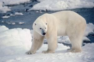 Klimawandel und Eisschmelze: Eisbär auch durch Killerwale bedroht.
