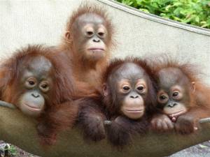 Orang Utans werden gezielt gejagt und ihr lebensraum Regenwald zerstört.