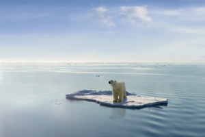 Klimagipfel: Eisbären, Arktis, Regenwald und Öko-System brauchen Hilfe.