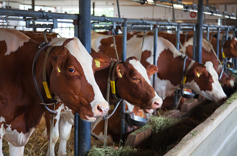 Umweltbildung, Kühe bei der Milchproduktion