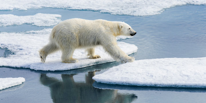 Umweltaktivistin gibt arktischen Riesen Hoffnung