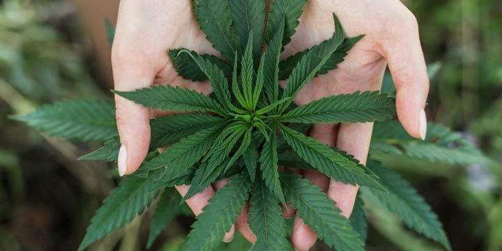 Kulturpflanze Hanf - 10 Dinge, die du noch nicht über Cannabis wusstest