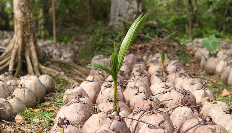 Kokosöl: Vorsicht bei billig produzierten Ölen!