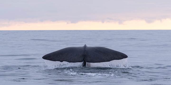 Einfach mal abtauchen: Wie uns die Wale zu Auszeiten im Alltag einladen!