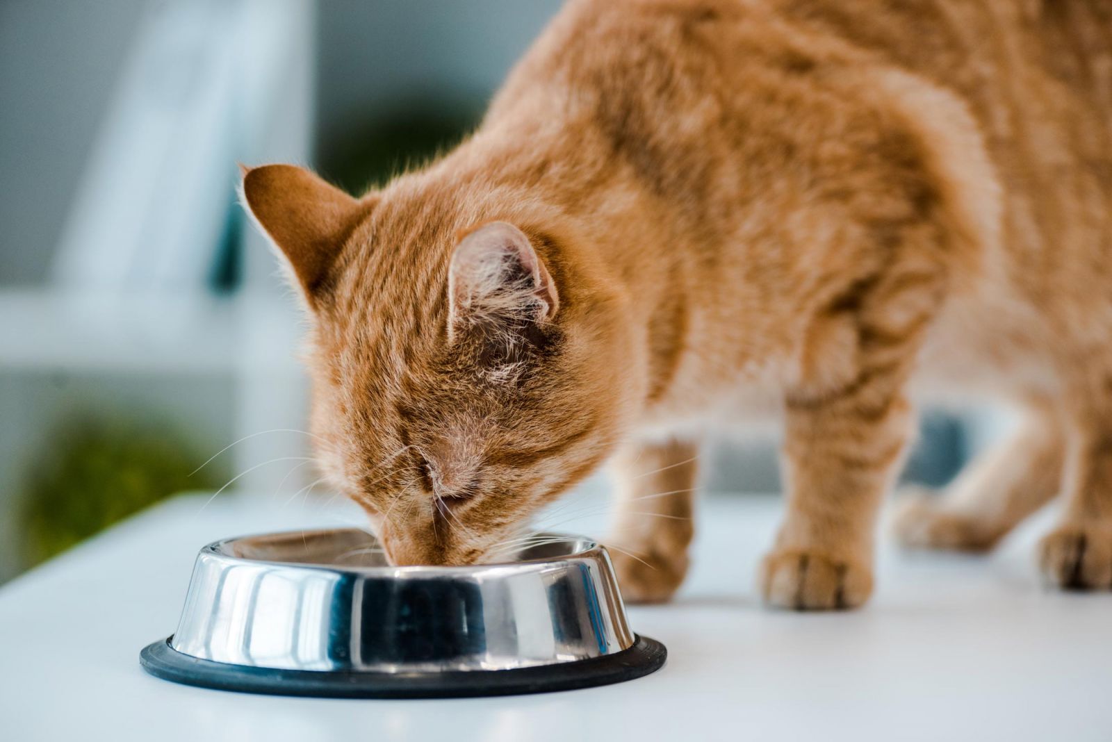 Katzenfutter selber machen: Ohne Zucker und ohne Getreide