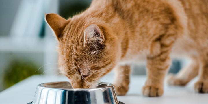 Katzenfutter selber machen: Gesunde Optionen ohne Zucker und Getreide