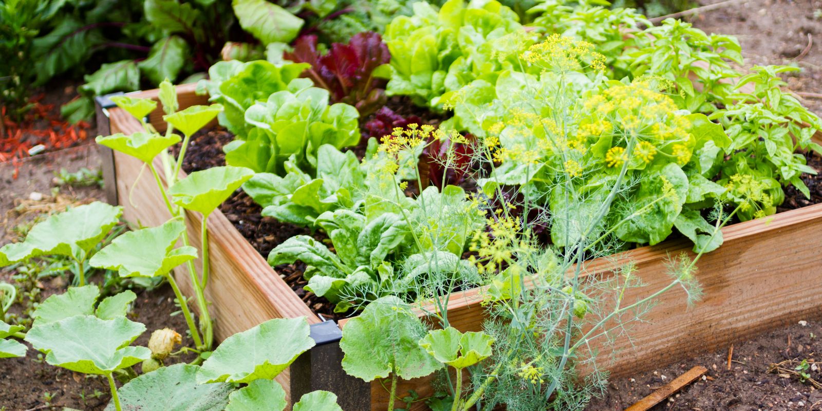 Die 6 Grundregeln für den erfolgreichen Gemüse- und Obstanbau