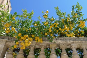 Nachhaltig: Beirut erhält innovative Dachbegrünung mit Oliven und Zitronen.