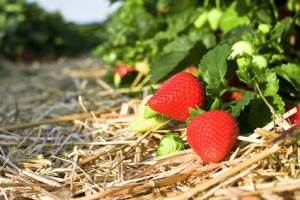 Wer Stroh unter die Erdbeer-Pflanzen gibt, erntet mehr gesunde Früchte. 