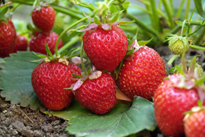 Gesunde Bio-Erdbeeren aus dem eigenen, chemiefreien Garten essen.
