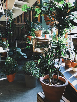Indoor-Jungle selber bauen: Tipps für Anfänger