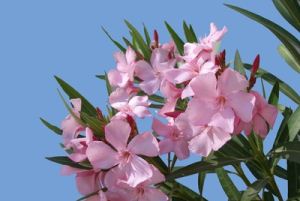 Oleander und andere mediterrane Kübelpflanzen zu überwintern ist gar nicht so leicht.