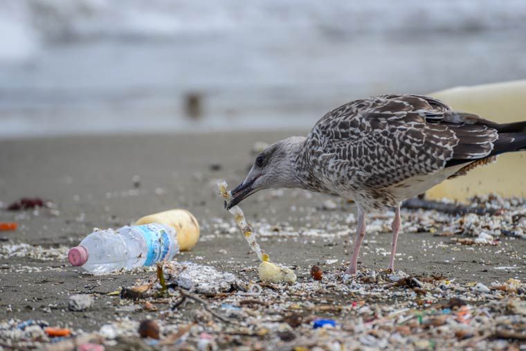Ozeane ertrinken im Plastikmüll