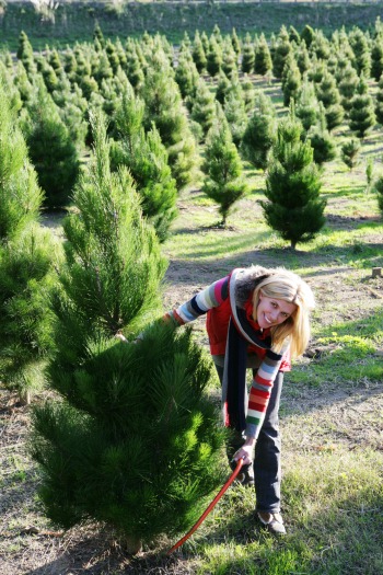 Weihnachten und was zu beachten: Warum der Bio-Weihnachtsbaum gesünder ist