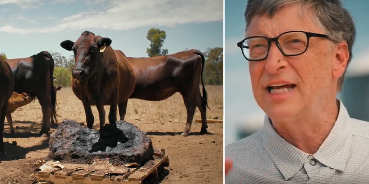 Bill Gates will Superkuh züchten