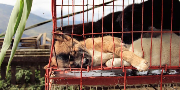 10'000 Hunde sterben jedes Jahr bei chinesischem Hundefleischfestival