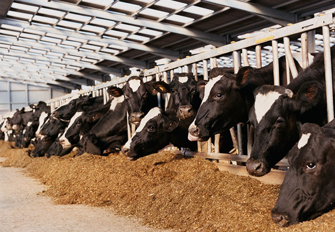 Fressen und Milch geben. Keine rosige Perspektive für deutsche Milchkühe © Paul Grecaud (iStock / thinkstock)