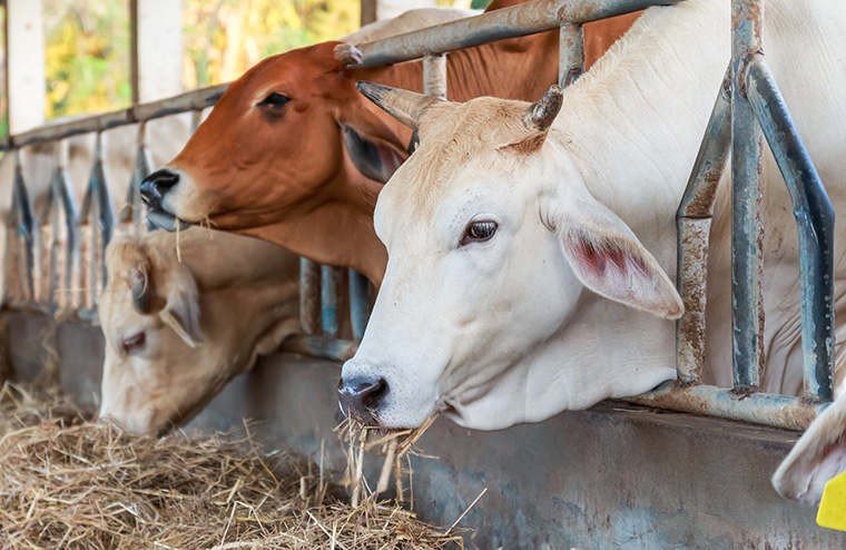 Kühe stoßen Unmengen an Methan aus
