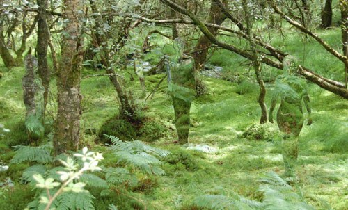 Nachhaltige Kunst: Rob Mulholland schafft Skulpturen, die Umwelt reflektieren.
