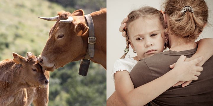PETA-Kampagne „Goodbye Milch“: Abschied nehmen tut weh