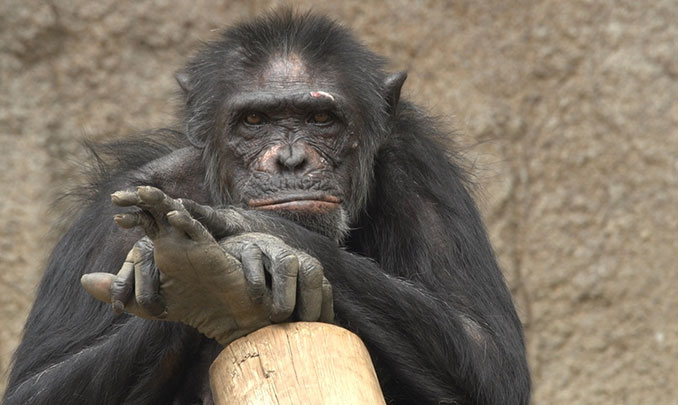 Schimpanse stützt sich auf Baumstamm