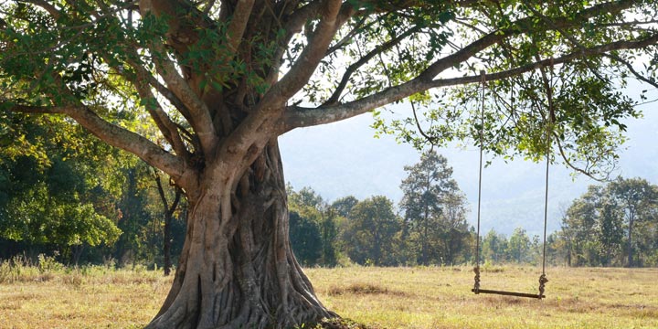 Fotowettbewerb: Baum, ich mag dich