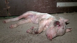 Zu schwache Tiere sterben oder werden getötet, oft direkt nach der Geburt. © Bild: SWR