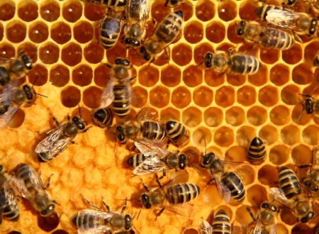 Bienensterben durch Varroamilbe: Menschheit ernsthaft in Gefahr