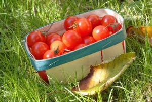 Bio-Kunststoffe: umweltfreundliche Lebensmittel-Verpackung