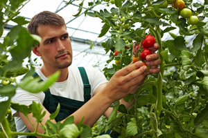 Ökologische Landwirtschaft, Bio-Obst und Bio-Gemüse im Trend.)