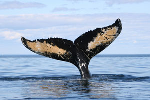 1.500 Großwale wurden letztes Jahr erlegt. Angeblich zu Forschungszwecken. 