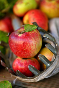 Äpfel aus Streuobstwiesen sind besonders nachhaltig.