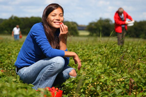 Frische Bio-Erdbeeren vom Feld sind weniger belastet als herkömmliche Früchte.