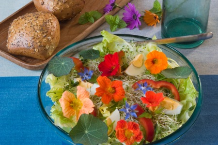 Essbare Blüten und Rezept für gefüllte Zucchiniblüten