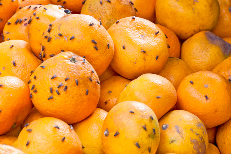 Fruchtfliegen auf Mandarinen