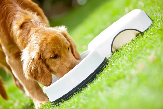 Immer mehr Menschen ernähren ihren Hund mit vegan-vegetarischem Hundefutter.