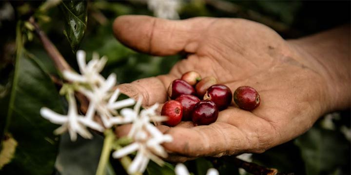 Bedroht der Klimawandel den Kaffeeanbau?