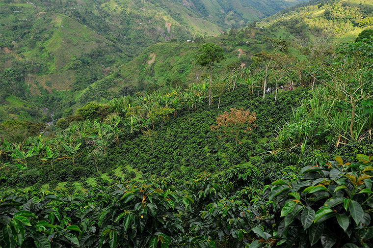 Nachhaltiger Kaffeeanbau