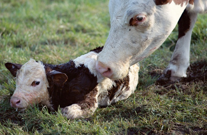 Ein frischgeborenes Kälbchen mit seiner Mutter © fullempty/iStock/Thinkstock