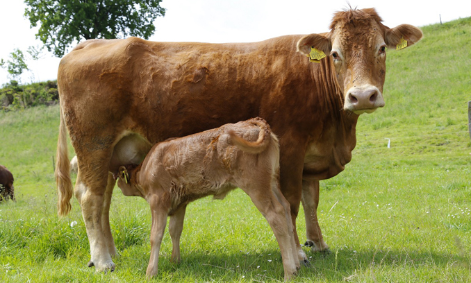 Bodensee Kuh Milch nachhaltig