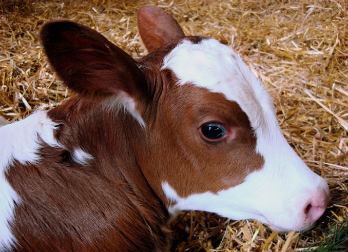 Bodensee Kuh Milch nachhaltig