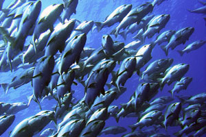 Fangquoten für Erhalt von Fisch- und Meeresfrüchte-Bestände.