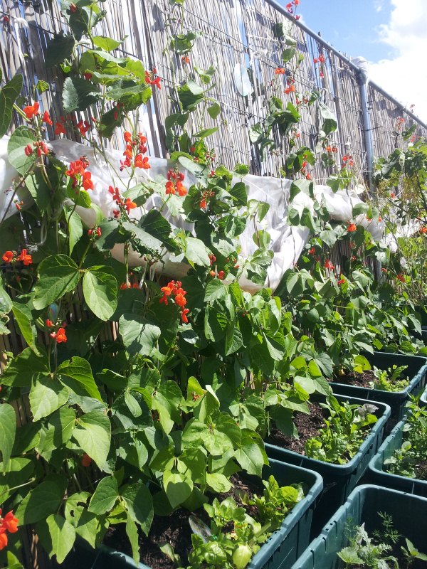 Food from the Sky: Urban Farming vom Dach in den Supermarkt