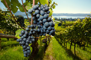 Beim Bio-Wein kommen die Trauben aus garantiert ökologischem Anbau.