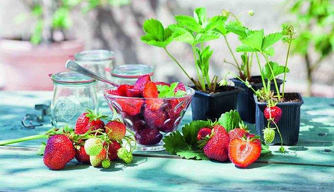 Erdbeeren gesund