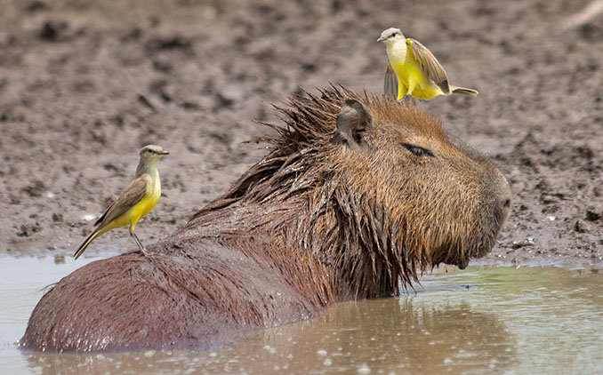 Im nahen Umland kann man Capibaras beim Baden beobachten © Christian Dimitrius
